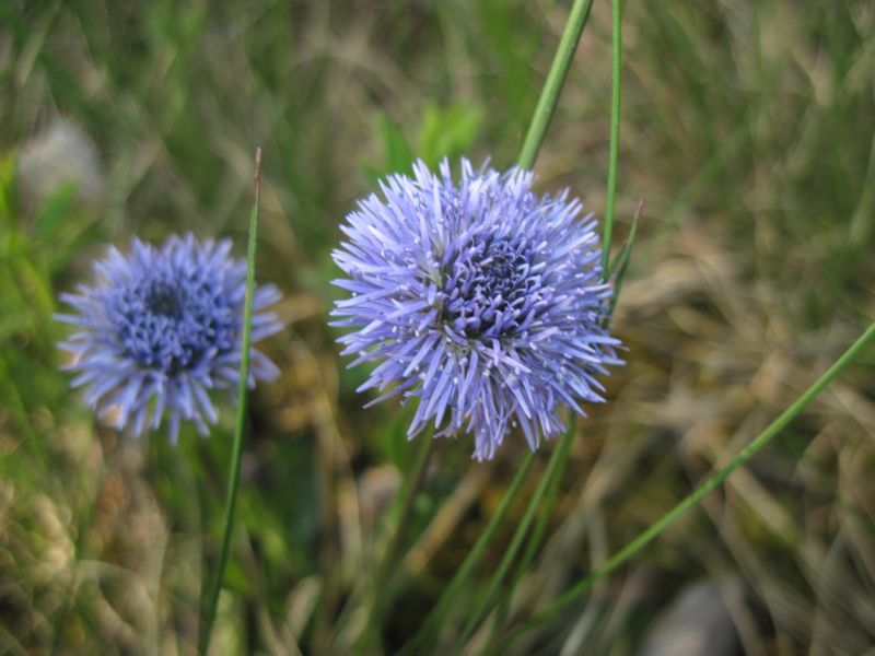 Orchis pallens